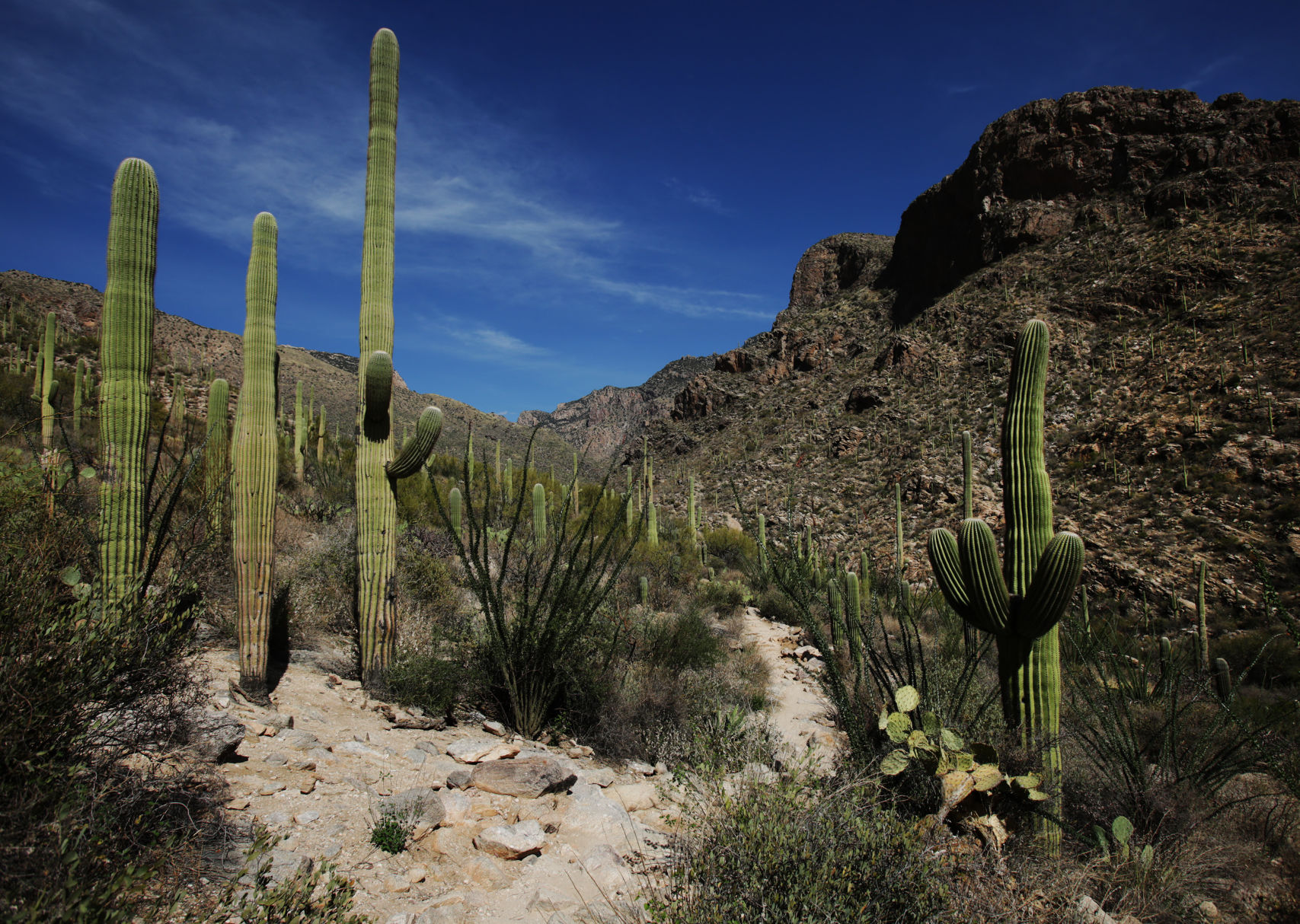 Pima Canyon Trail